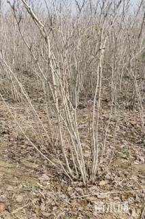 高度150厘米丛生紫荆