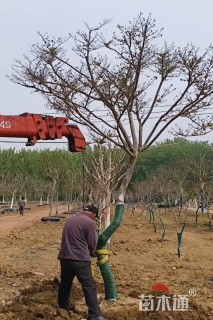 13公分造型紫薇