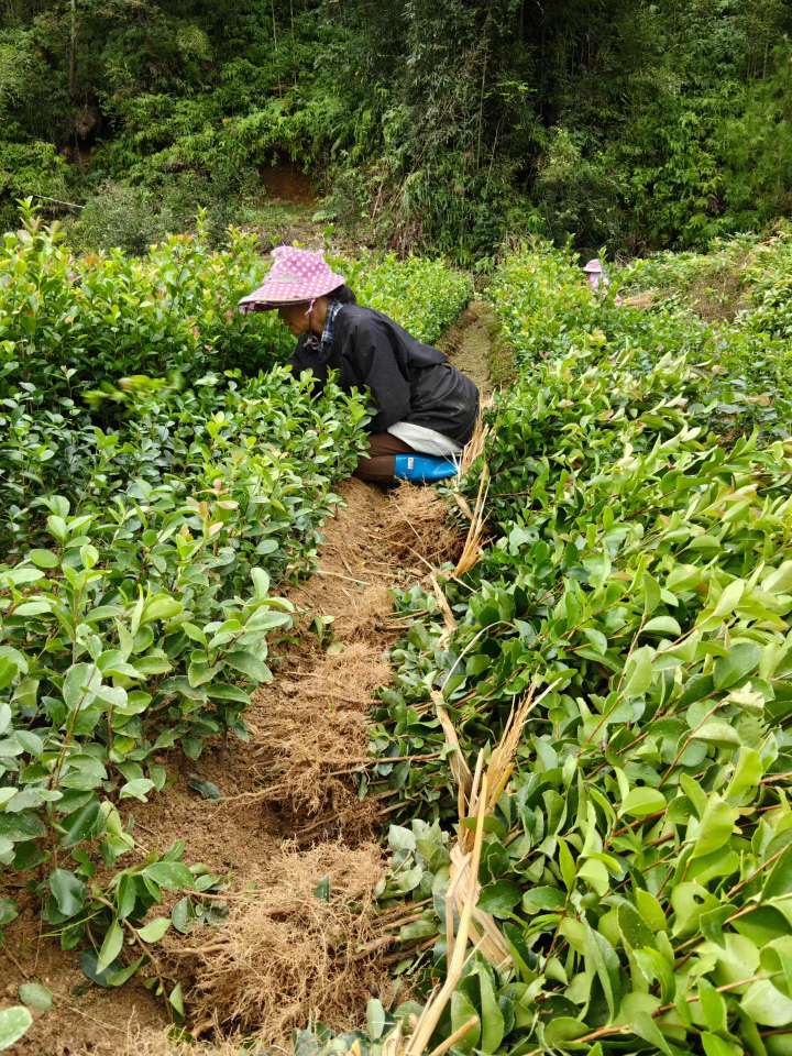 高度25厘米油茶