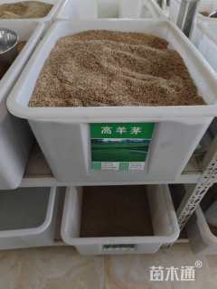 高羊茅种子