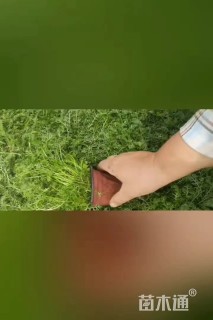 高度15厘米蓍草