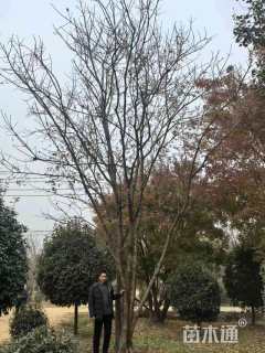 30公分丛生黄连木