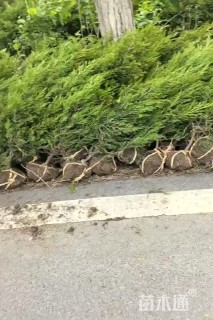 高度200厘米蜀桧