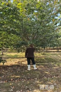 11公分早樱