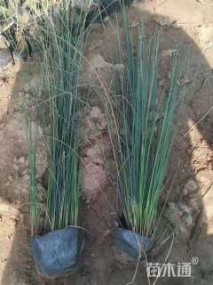 高度15厘米中叶麦冬