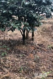 高度200厘米美人茶