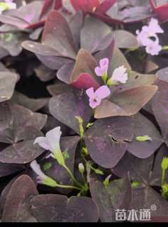 高度30厘米紫花酢浆草