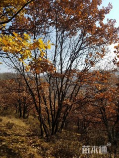 高度600厘米丛生蒙古栎