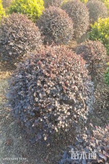 冠幅80厘米红花继木球