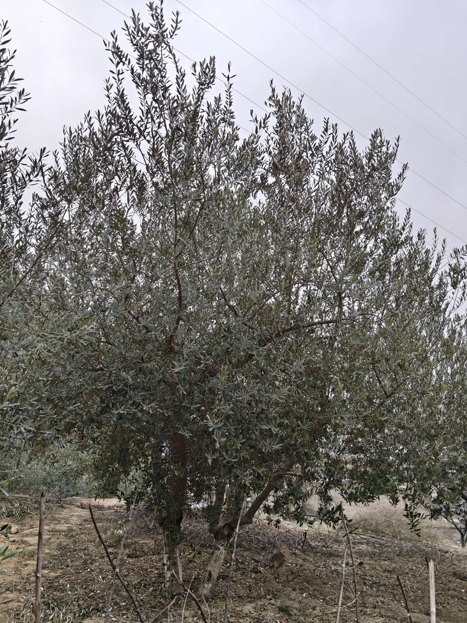 10公分橄榄树