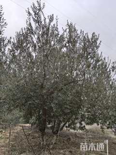 10公分橄榄树