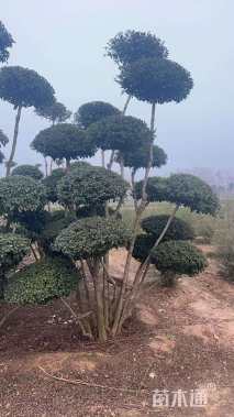 10公分造型小叶女贞