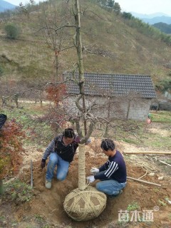 高度300厘米羽毛枫