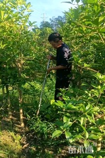 4公分桂花