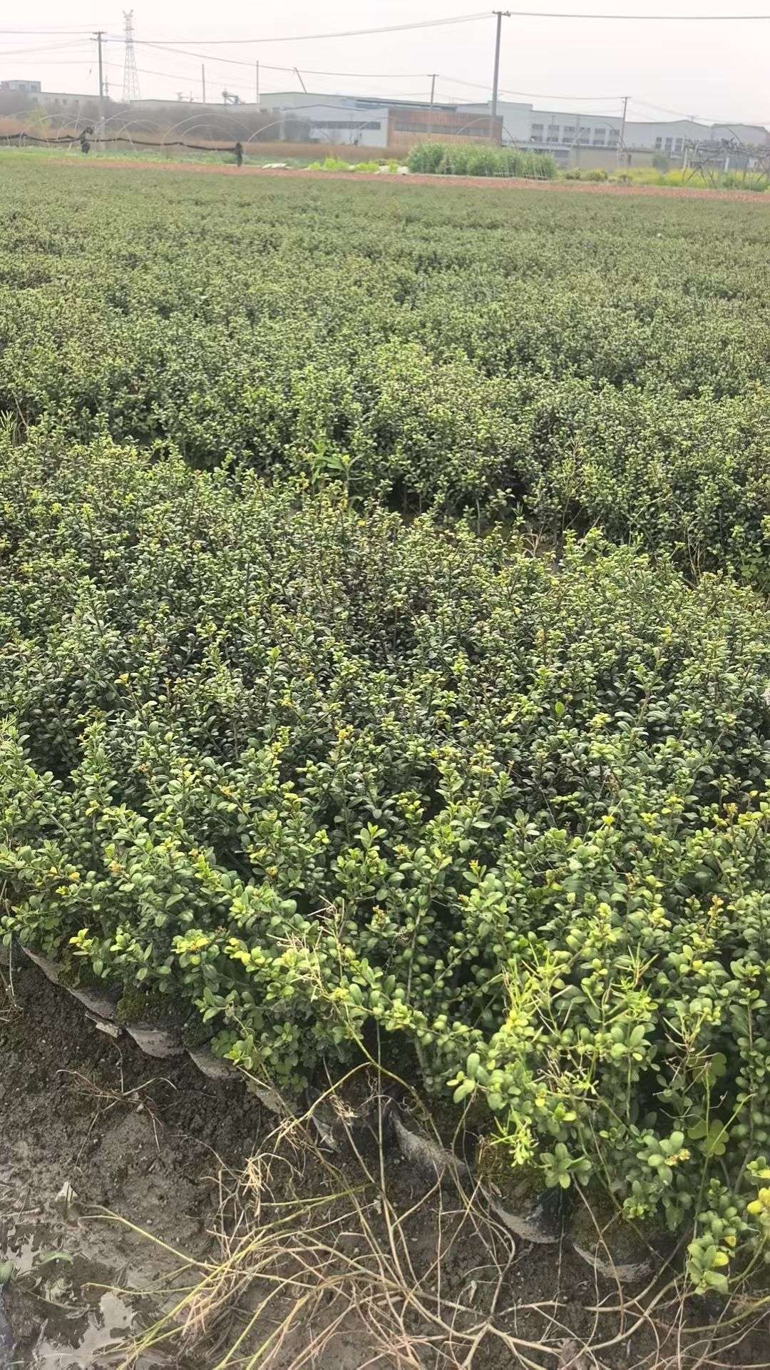 高度30厘米龟甲冬青