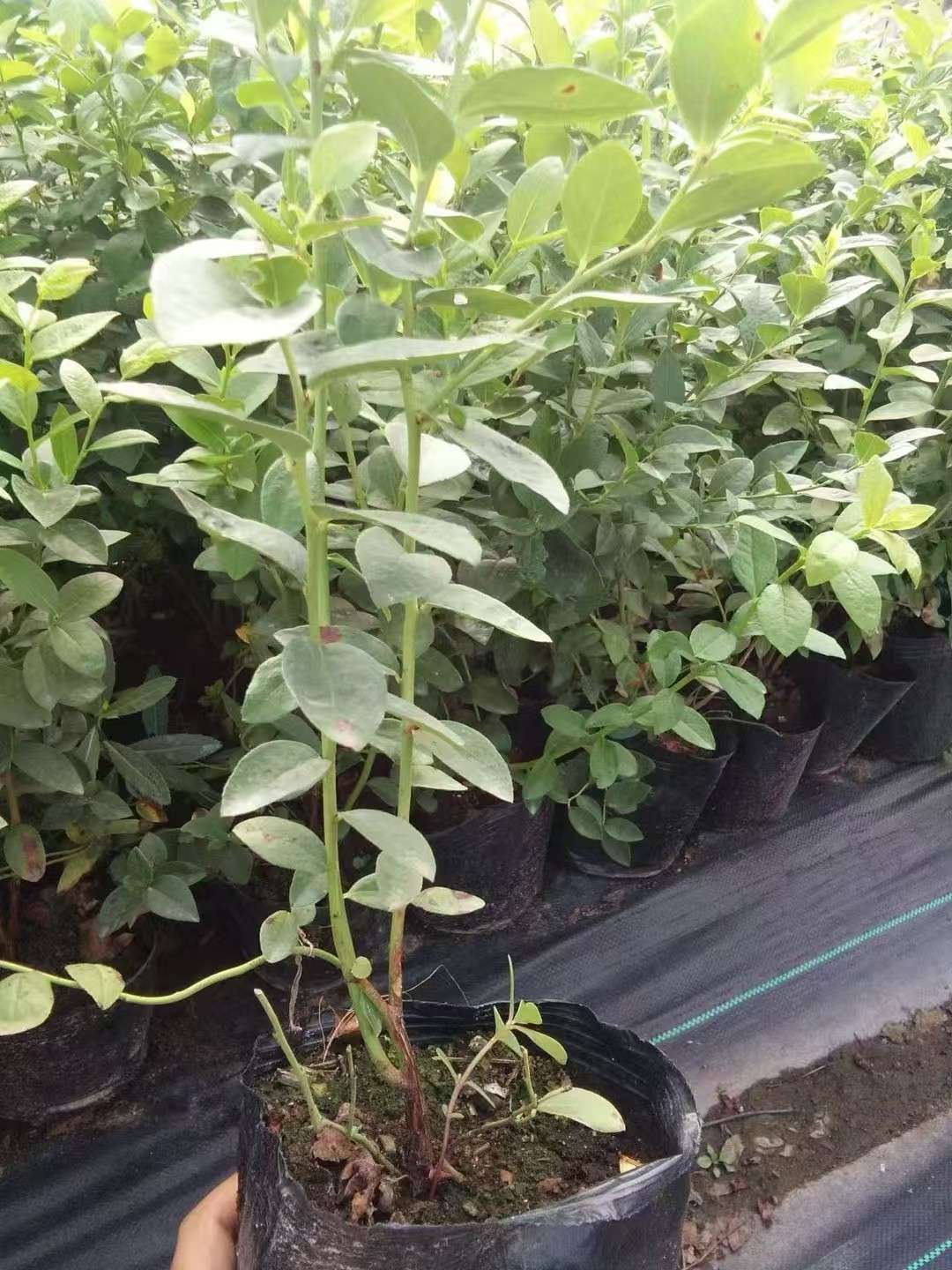 高度40厘米蓝莓小苗
