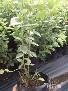 高度40厘米蓝莓小苗