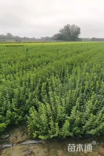 高度30厘米卫矛