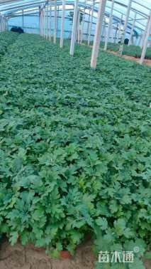 高度15厘米地被菊