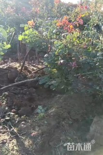 3公分高杆树状月季