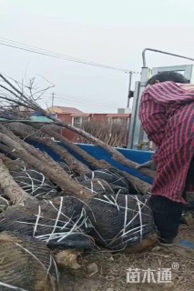 高度300厘米柽柳