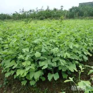 高度30厘米银杏小苗