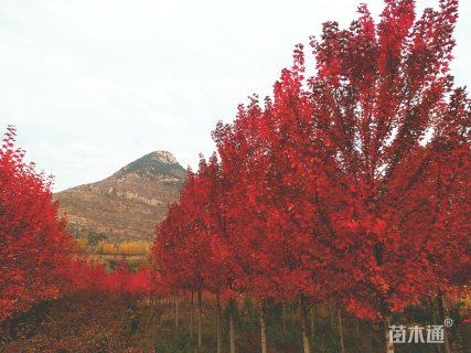 8.5公分美国红枫-红点