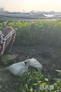 高度40厘米十大功劳