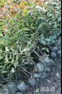 高度35厘米红叶石楠小苗