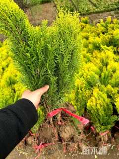 冠幅120厘米月季花球