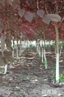 8公分紫叶稠李