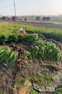 高度40厘米铺地柏