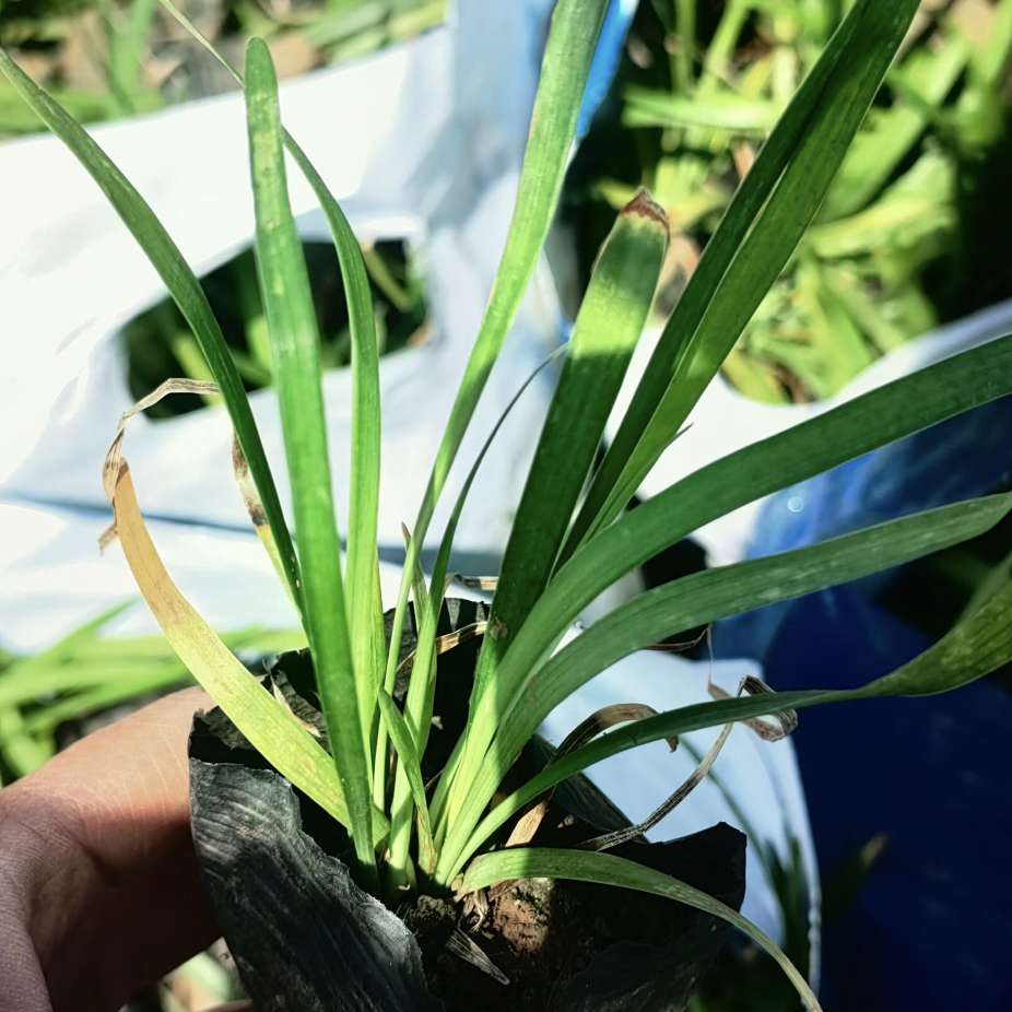 高度15厘米阔叶麦冬