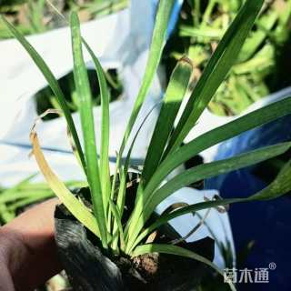 高度15厘米阔叶麦冬