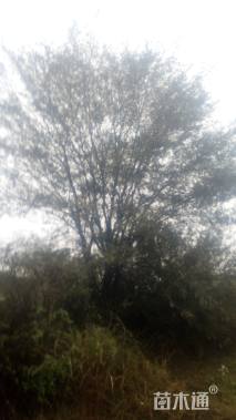 97公分丛生榔榆