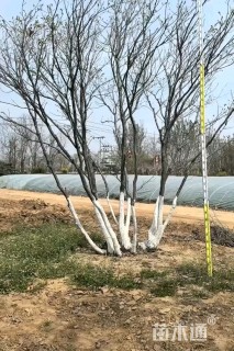 高度500厘米丛生蒙古栎