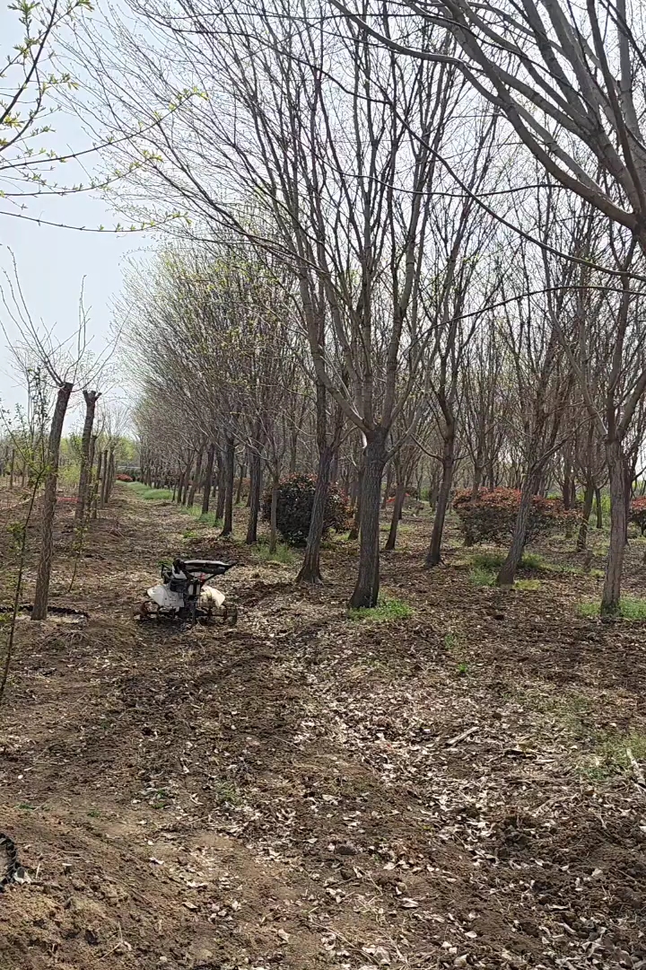 15公分流苏树