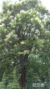 高度800厘米马灵光