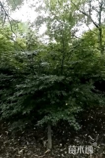 6公分鸡爪槭