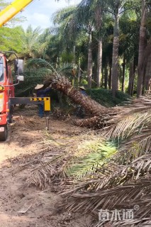 裸干高400厘米银海枣