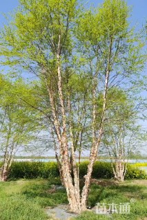 高度1100厘米丛生河桦