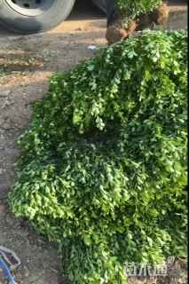 高度60厘米小叶黄杨