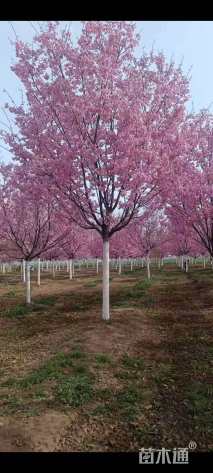 18公分红粉佳人樱