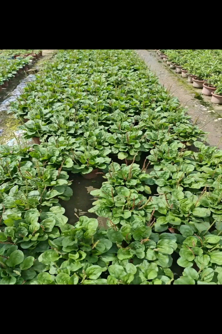 高度30厘米车前草