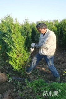 高度190厘米圆柏