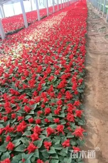 高度18厘米一串红