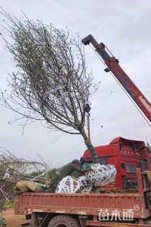 12公分红玉兰