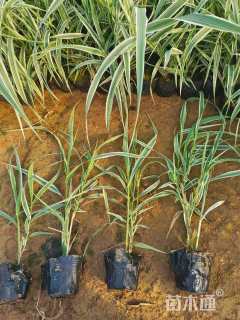 高度30厘米芦竹