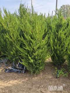 高度300厘米龙柏