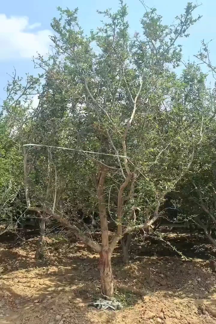高度300厘米石榴